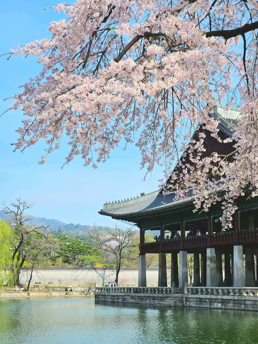 Cerisiers en fleur devant le pavillon Gyeonghoeru du palais Gyeongbokgung, à Séoul