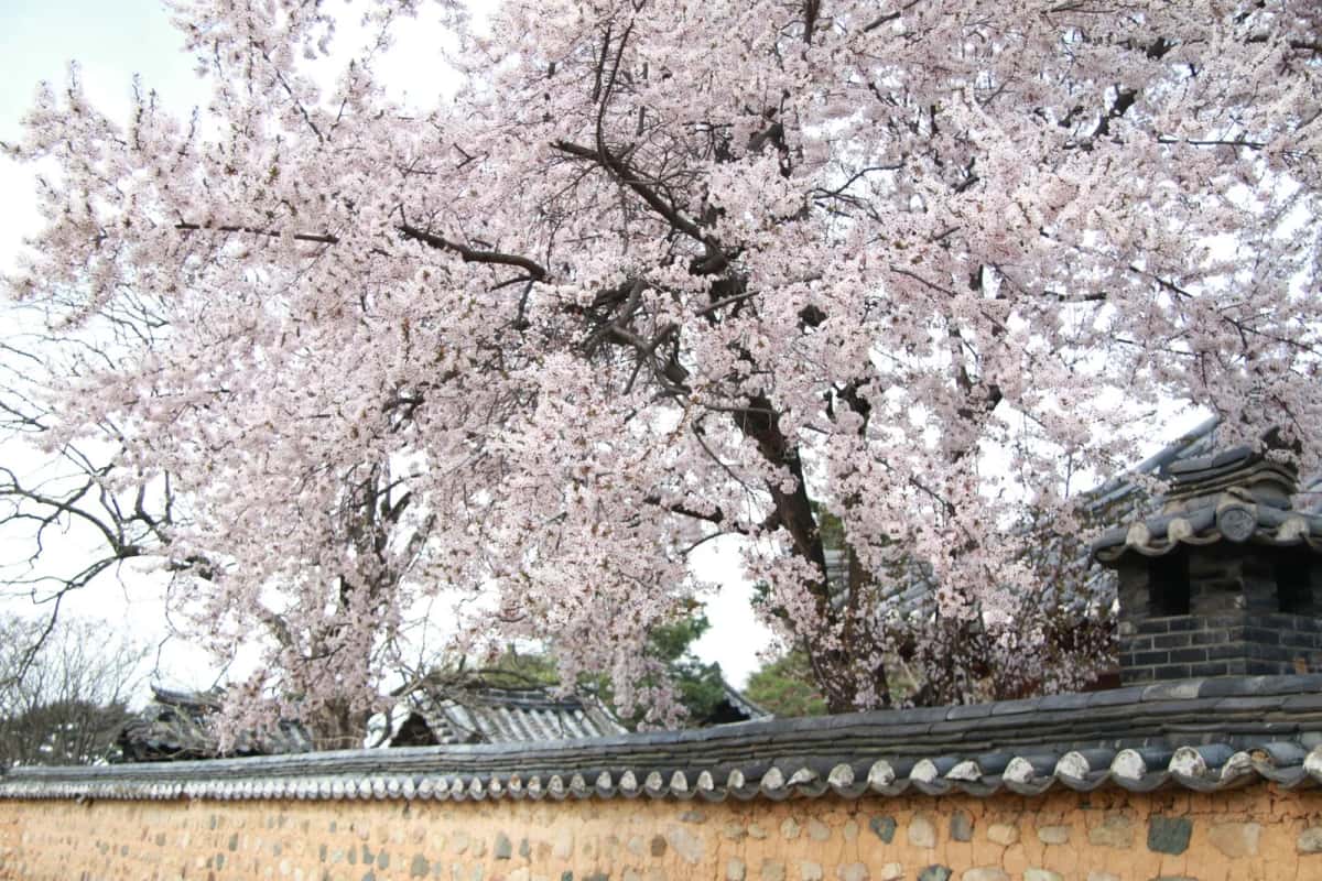 Cerisiers en fleur au-dessus d'un mur de palais coréen, en Corée du Sud