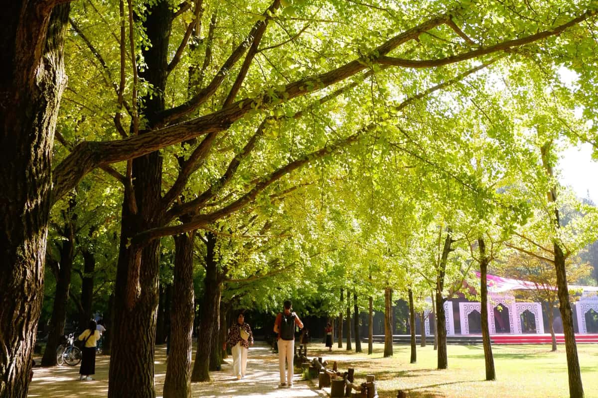Allée d'arbres bordée de promeneurs sur l'île de Nami, en Corée du Sud