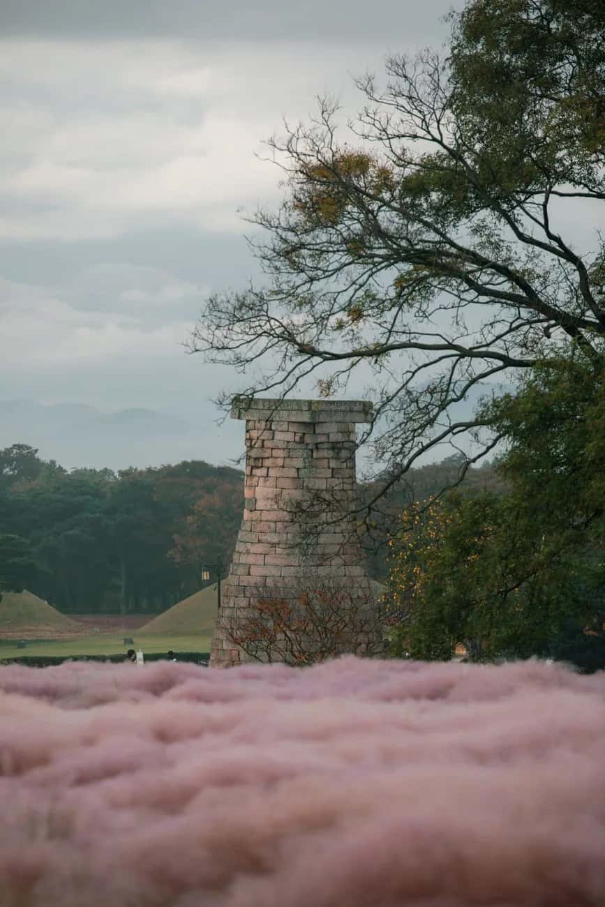 L'observatoire Cheomseongdae à Gyeongju, tour de pierre du VIIe siècle, devant un champ d'herbe muhly rose
