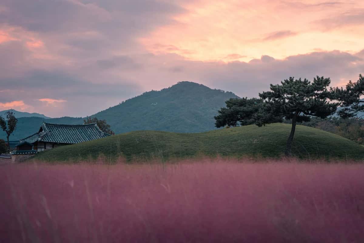 Tumulus royal de Gyeongju au coucher du soleil, entouré d'herbe muhly rose, Corée du Sud